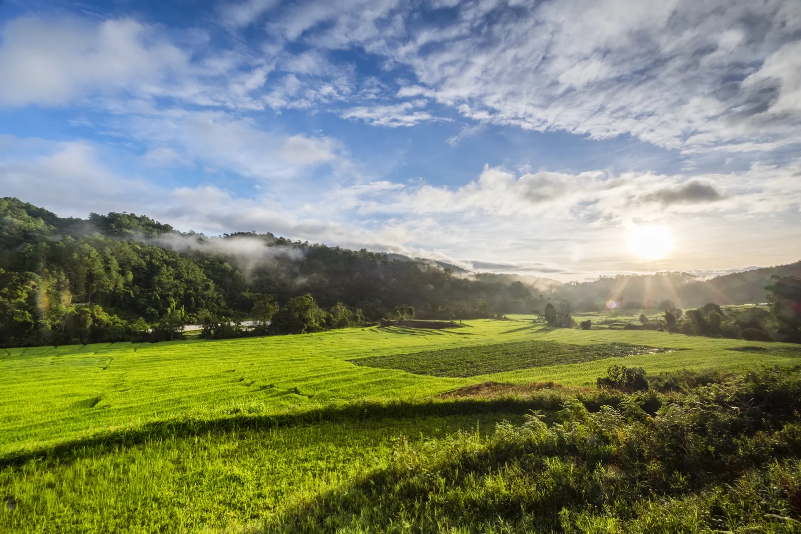 big-rice-field-morning-thailand
